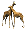 girafă imagini-animate-gif